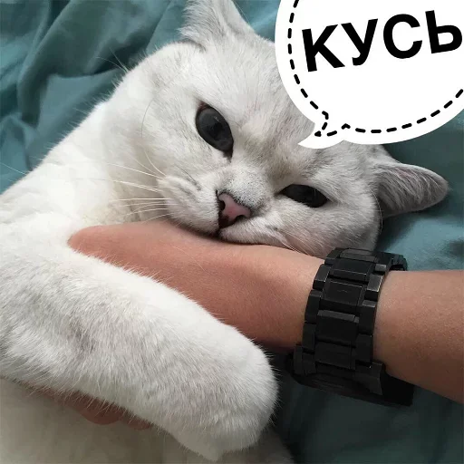 😜 Стикер «Кусь part 2» для Telegram
