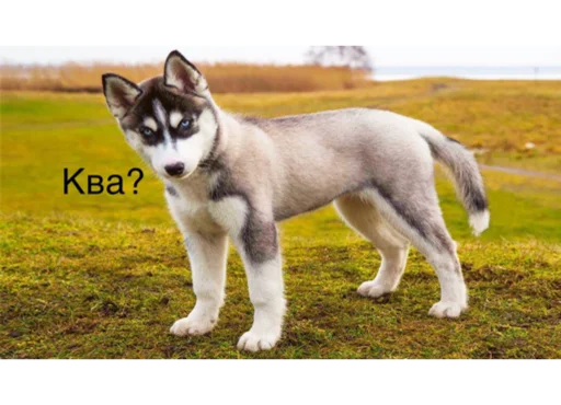 😸 Стикер «ГавКва» для Telegram