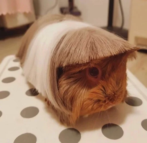 🐹 Стикер «ГавКва» для Telegram
