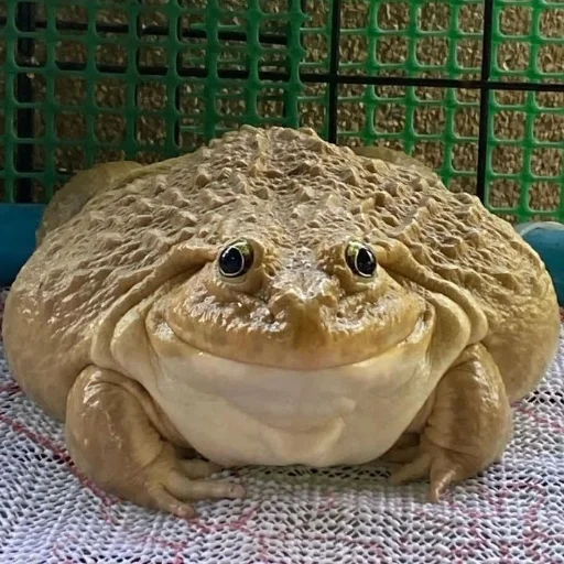 🐸 Стикер «Квакушки» для Telegram