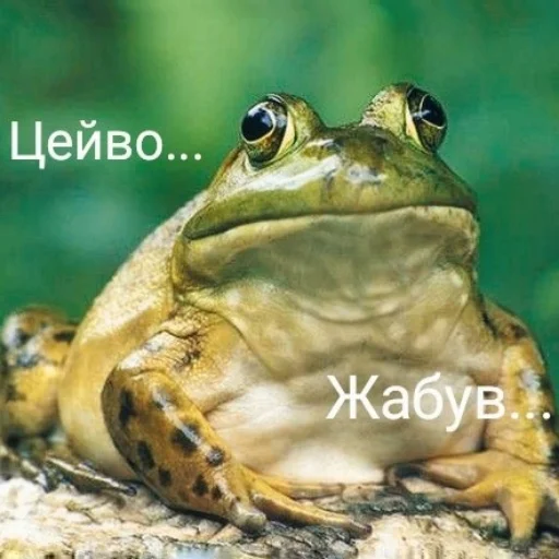 🐸 Стикер «Квакушки» для Telegram