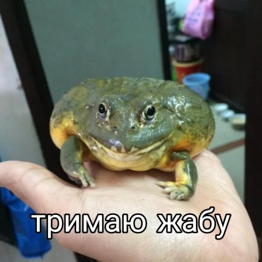🐸 Стикер «Квакушки» для Telegram