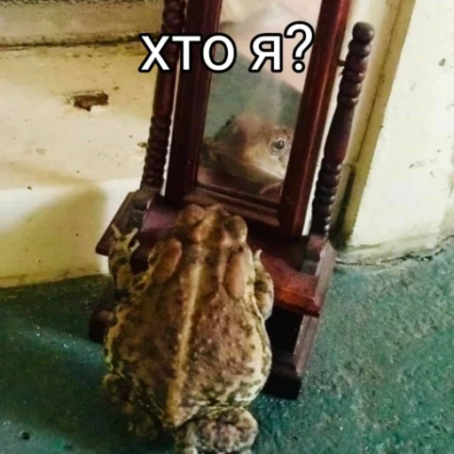 🧐 Стикер «Квакушки» для Telegram