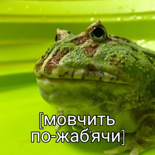 😐 Стикер «Квакушки» для Telegram