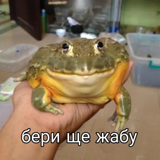 🐸 Стикер «Квакушки» для Telegram