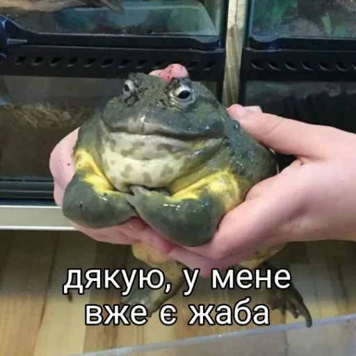 🐸 Стикер «Квакушки» для Telegram