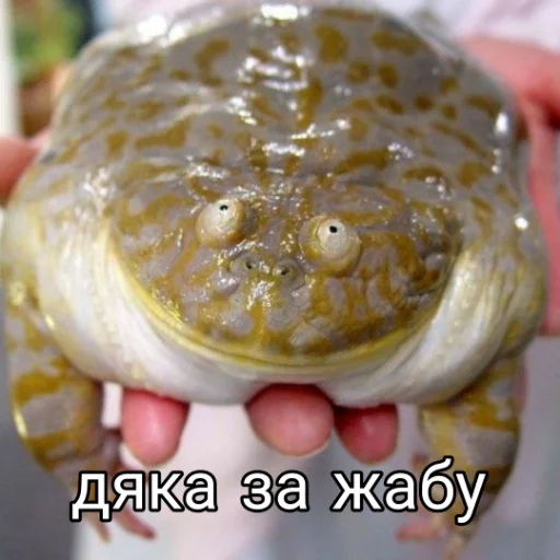 🐸 Стикер «Квакушки» для Telegram