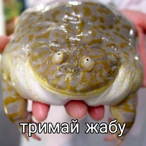 🐸 Стикер «Квакушки» для Telegram