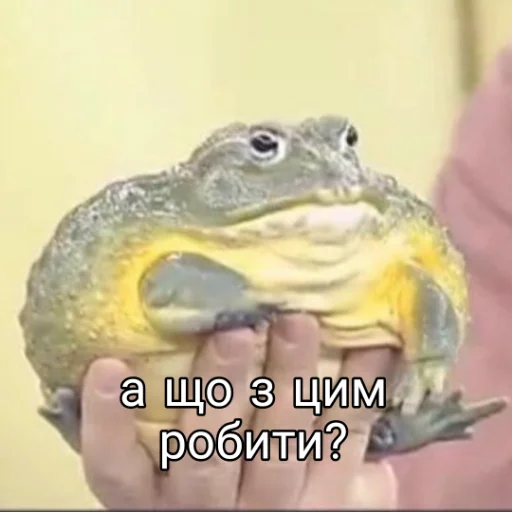 🙃 Стикер «Квакушки» для Telegram