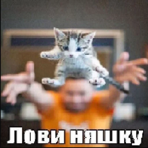 🪤 Стикер «kwladlwa» для Telegram
