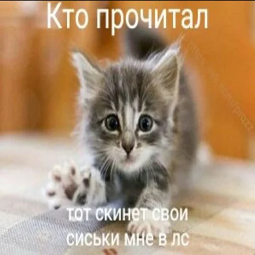 👍 Стикер «kwladlwa» для Telegram