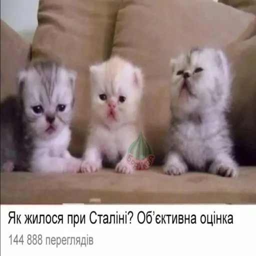 😸 Стикер «kwladlwa» для Telegram