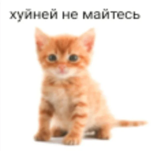 😒 Стикер «kwladlwa» для Telegram