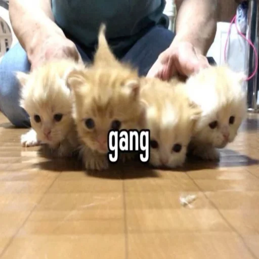 😼 Стикер «kwladlwa» для Telegram