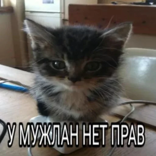😁 Стикер «kwladlwa» для Telegram