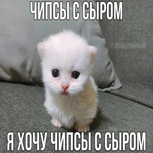 🍟 Стикер «kwladlwa» для Telegram