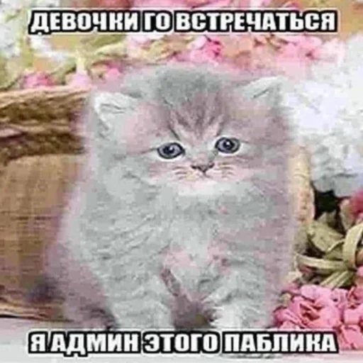 😎 Стикер «kwladlwa» для Telegram