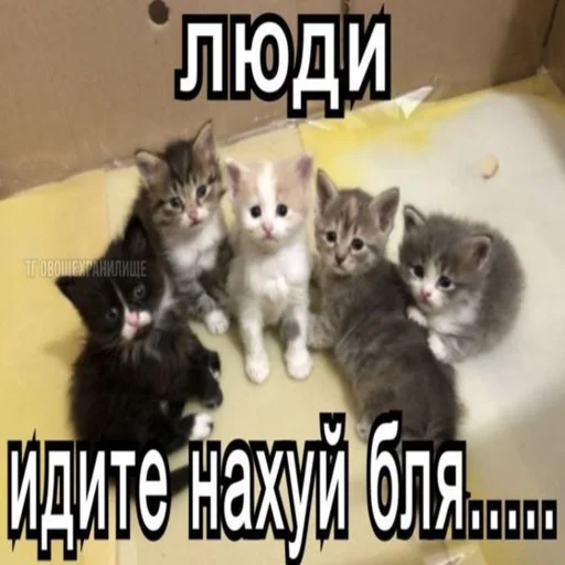 ✔️ Стикер «kwladlwa» для Telegram