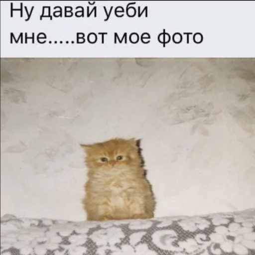 ⚰️ Стикер «kwladlwa» для Telegram