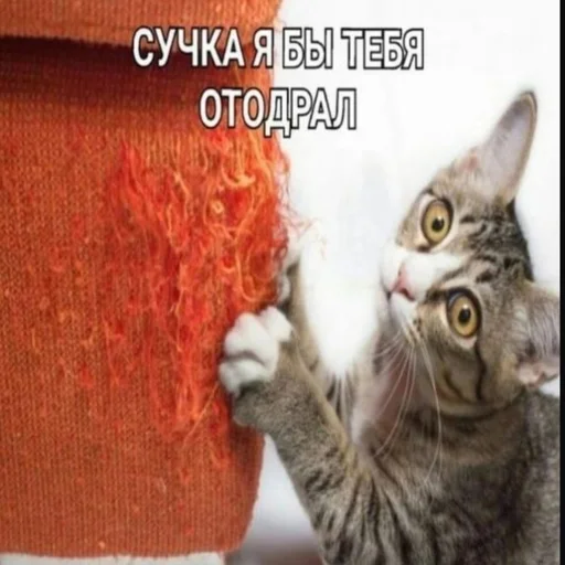 🦁 Стикер «kwladlwa» для Telegram