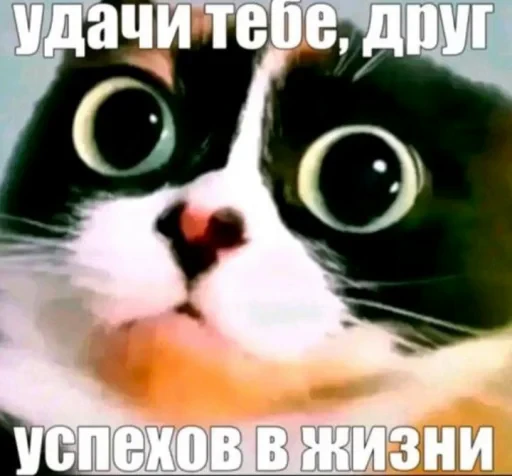🤩 Стикер «КУКI» для Telegram