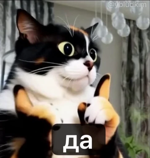 🤩 Стикер «котость из мурино» для Telegram