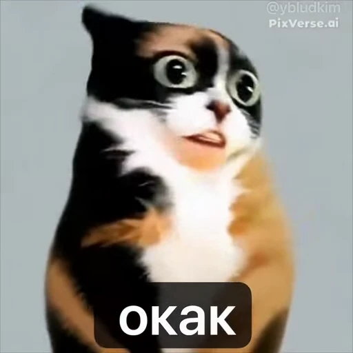 🤩 Стикер «котость из мурино» для Telegram