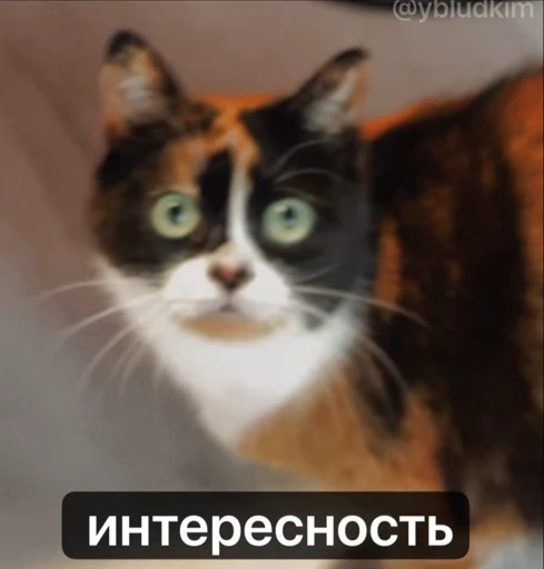 🤩 Стикер «котость из мурино» для Telegram