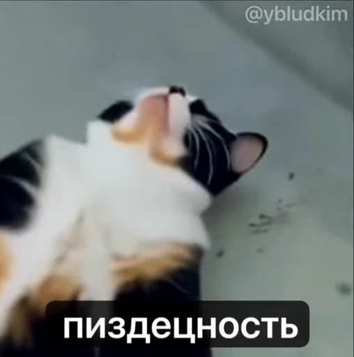 🤩 Стикер «котость из мурино» для Telegram
