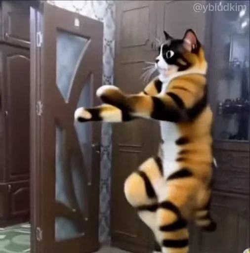 🤩 Стикер «котость из мурино» для Telegram