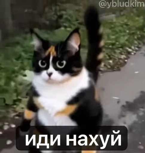🤩 Стикер «котость из мурино» для Telegram