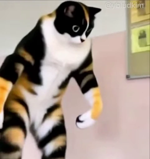 🤩 Стикер «котость из мурино» для Telegram