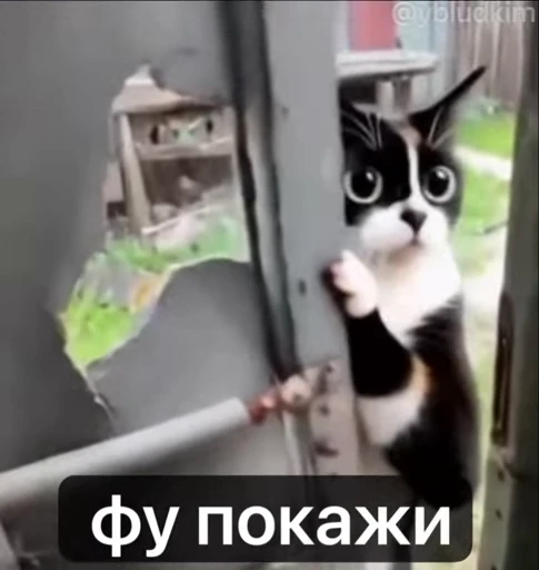 🤩 Стикер «котость из мурино» для Telegram
