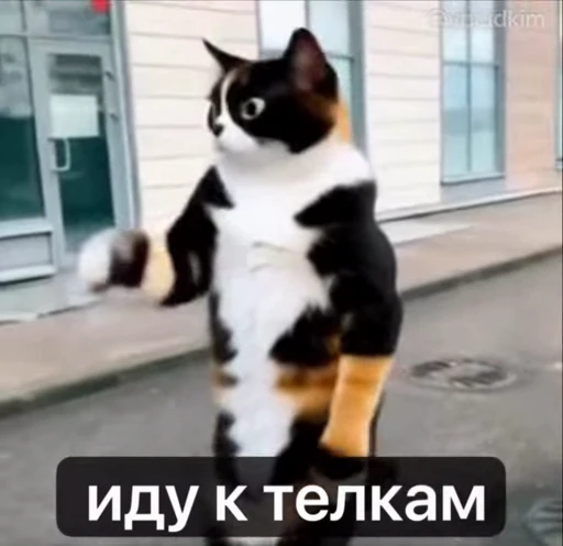 🤩 Стикер «котость из мурино» для Telegram