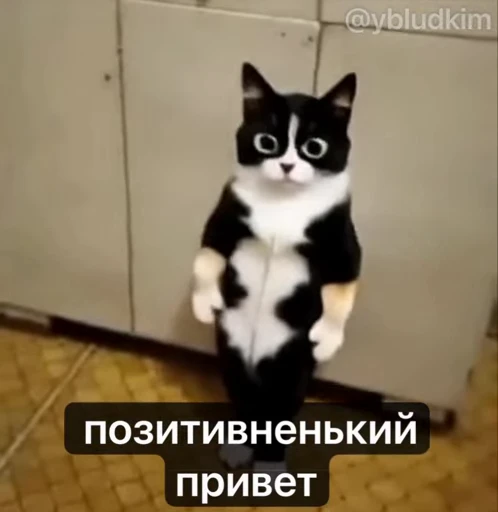 🤩 Стикер «котость из мурино» для Telegram
