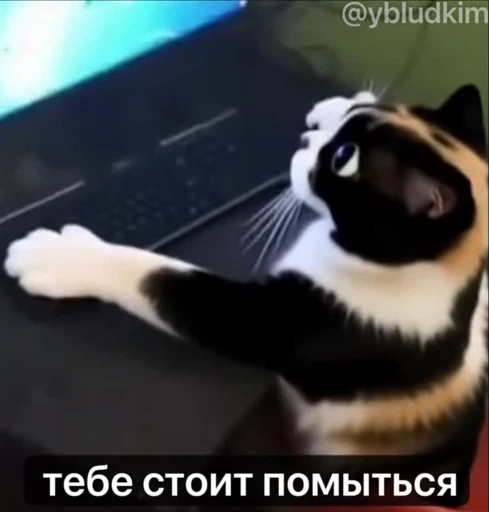 🤩 Стикер «котость из мурино» для Telegram