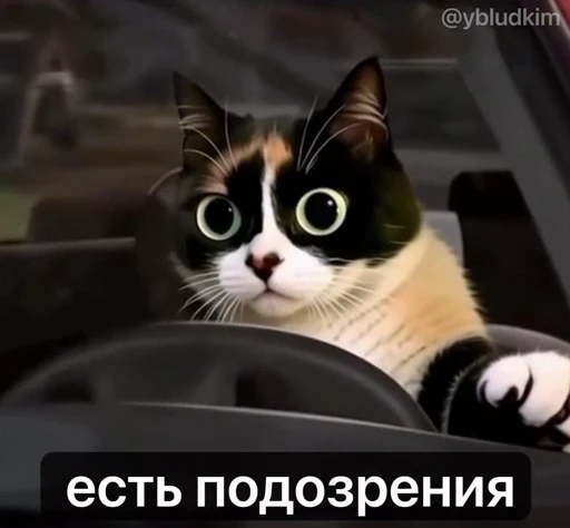🤩 Стикер «котость из мурино» для Telegram