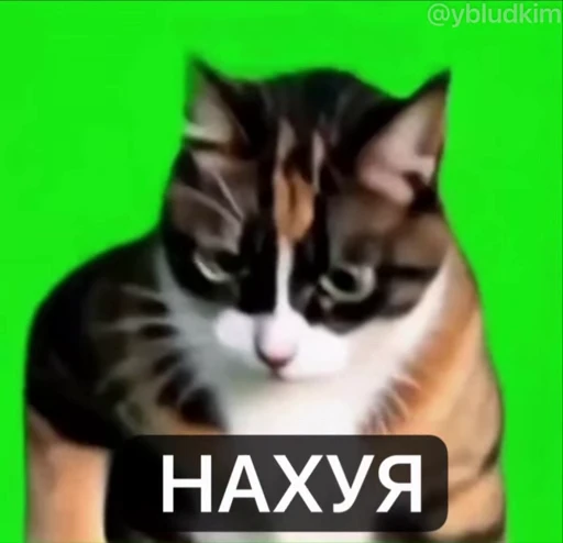 🤩 Стикер «котость из мурино» для Telegram