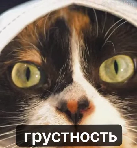 🤩 Стикер «котость из мурино» для Telegram