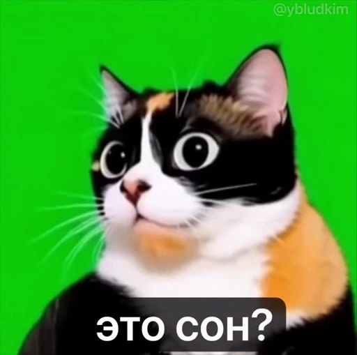 🤩 Стикер «котость из мурино» для Telegram