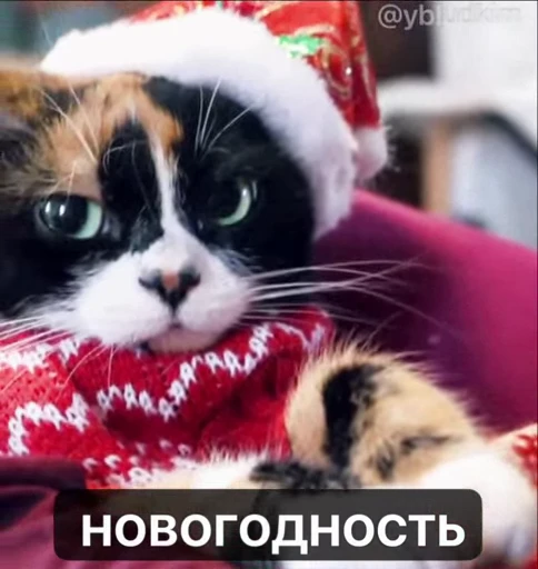🤩 Стикер «котость из мурино» для Telegram