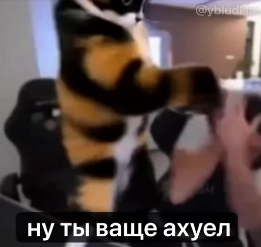 🤩 Стикер «котость из мурино» для Telegram