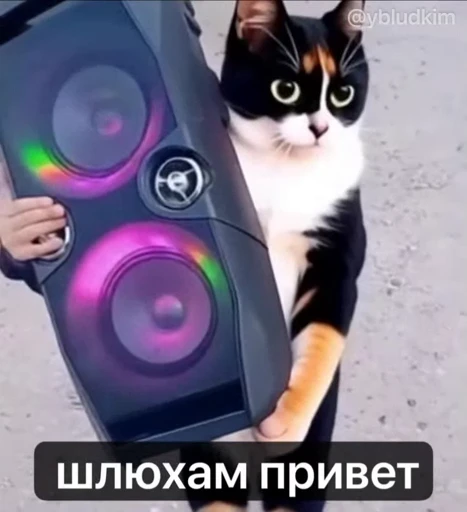 🤩 Стикер «котость из мурино» для Telegram