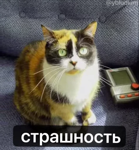🤩 Стикер «котость из мурино» для Telegram