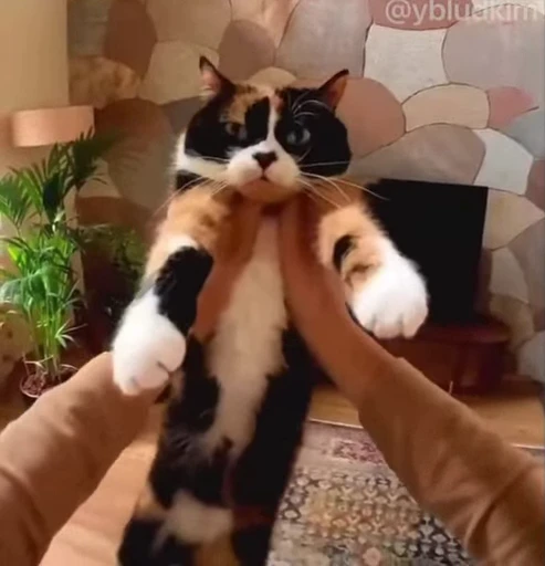 🤩 Стикер «котость из мурино» для Telegram