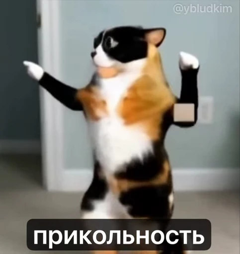 🤩 Стикер «котость из мурино» для Telegram