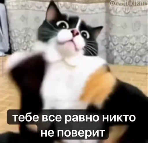 🤩 Стикер «котость из мурино» для Telegram