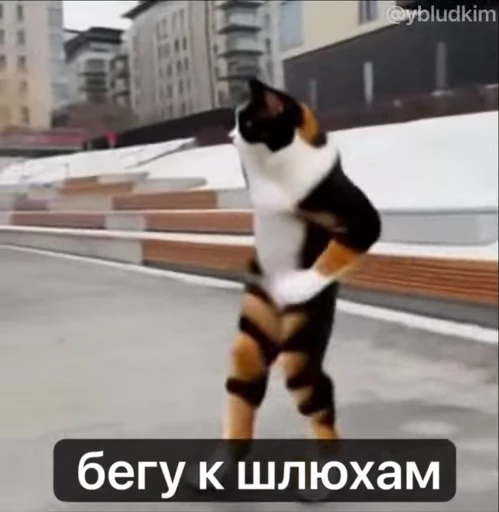 🤩 Стикер «котость из мурино» для Telegram
