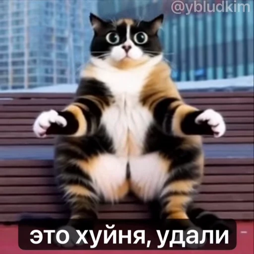 🤩 Стикер «котость из мурино» для Telegram