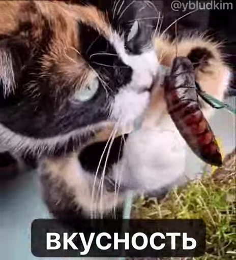 🤩 Стикер «котость из мурино» для Telegram